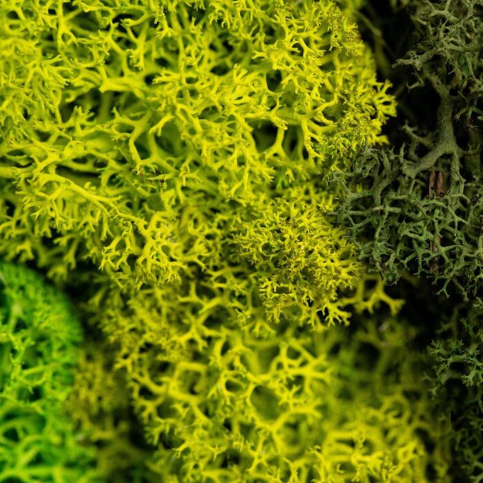 Forest Dream Set Of 3